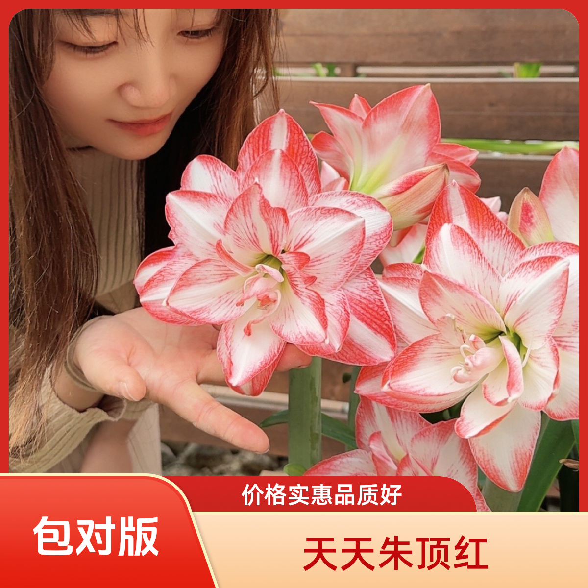 包对版（花孔雀）秘鲁进口朱顶红国产基地球朱顶红种球