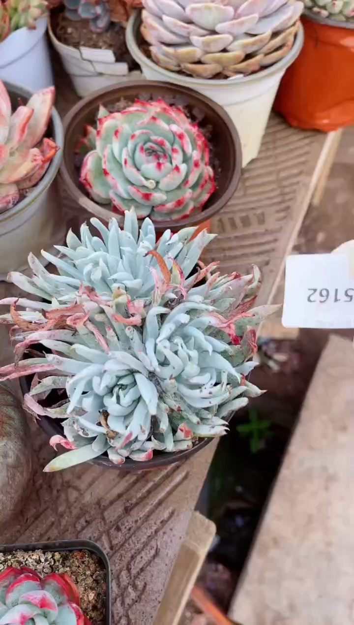 【闪购商品】15162