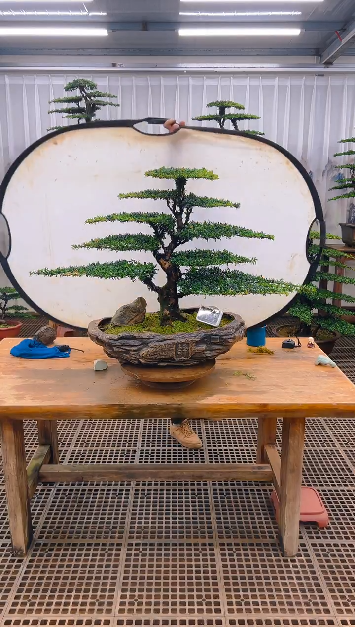 无花朵精品盆景直播间一物一拍