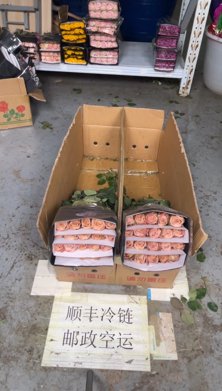 卡布20枝+曼塔20枝