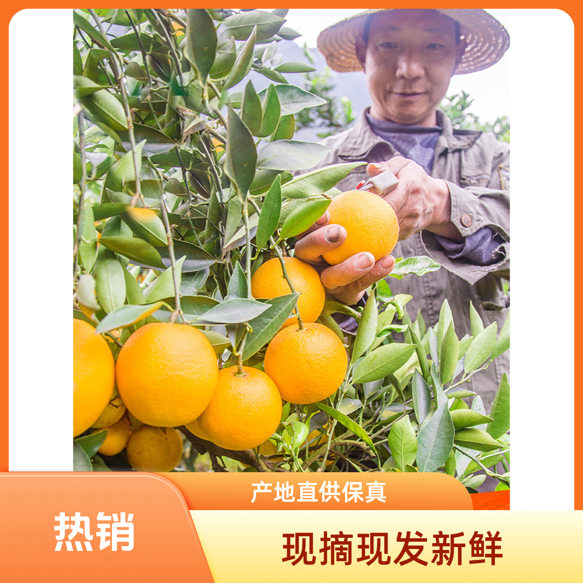 正宗秭归脐橙纽荷尔当季新鲜现摘多汁香甜彩箱产地直发