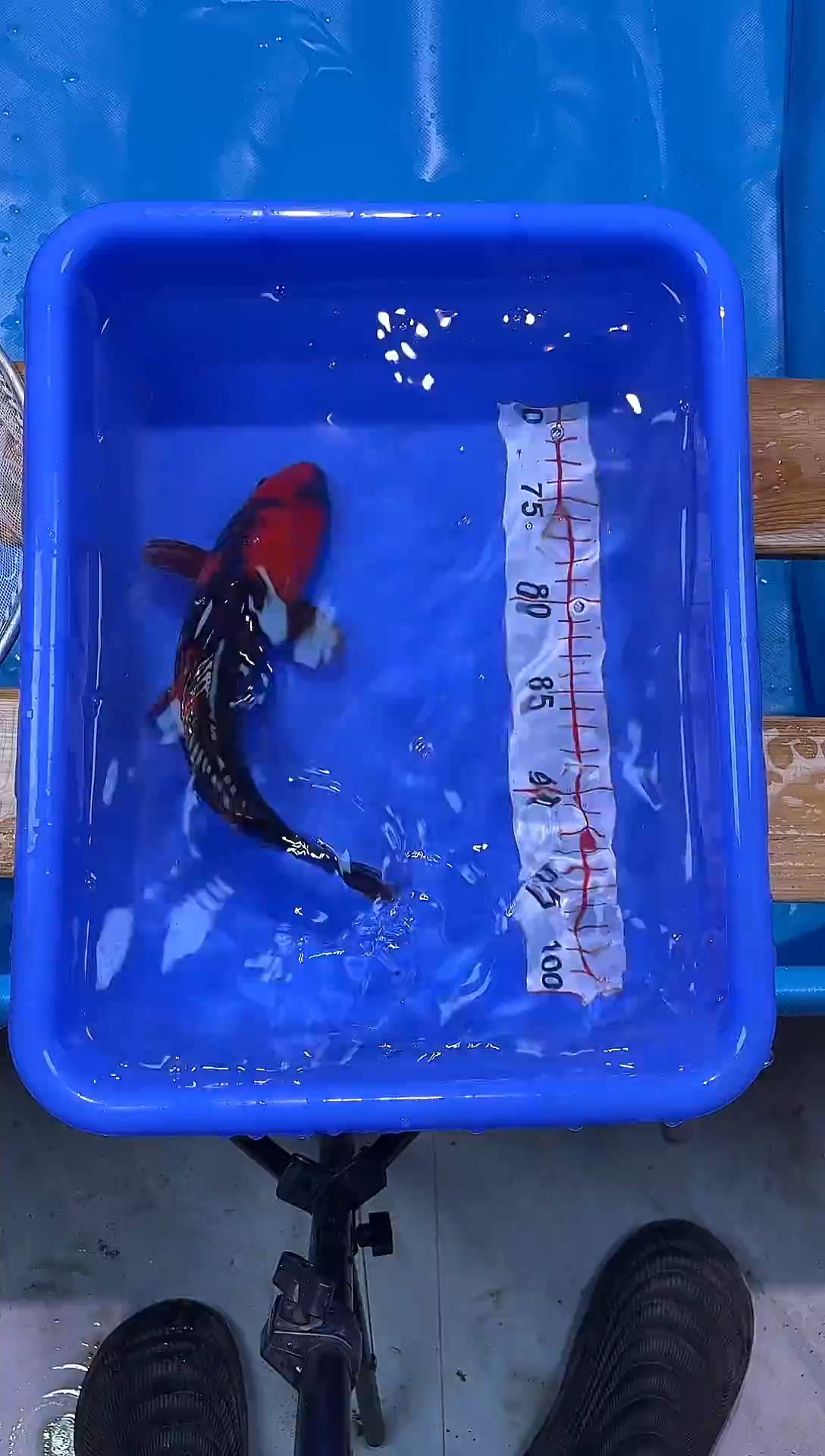 锦鲤锦鲤观赏鱼编码19