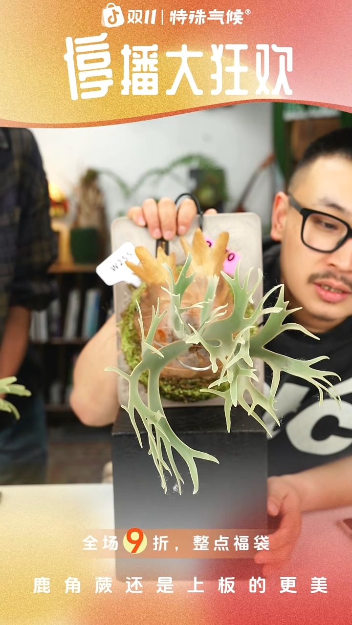 不开花植物W255-黄月孢子苗侏儒特选