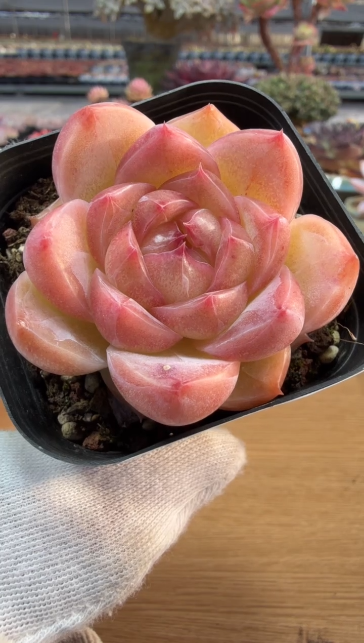 东云多肉园二店-335