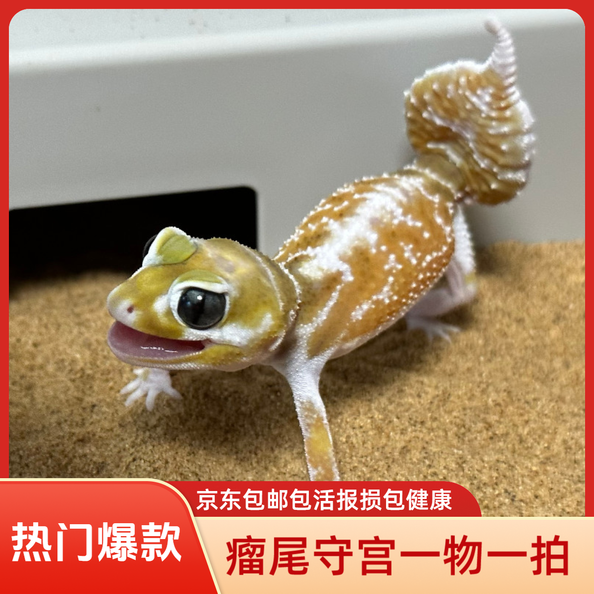 瘤尾守宫活体宠物爬宠专用直播间选购一物一拍爬宠饲养