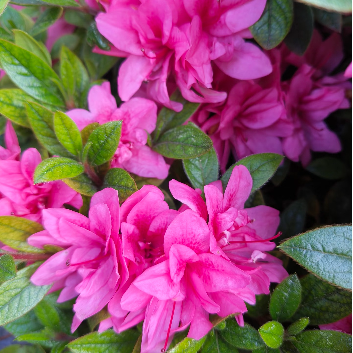 【康乃馨重瓣杜鹃】室内外阳台庭院好养耐寒耐热花卉盆栽