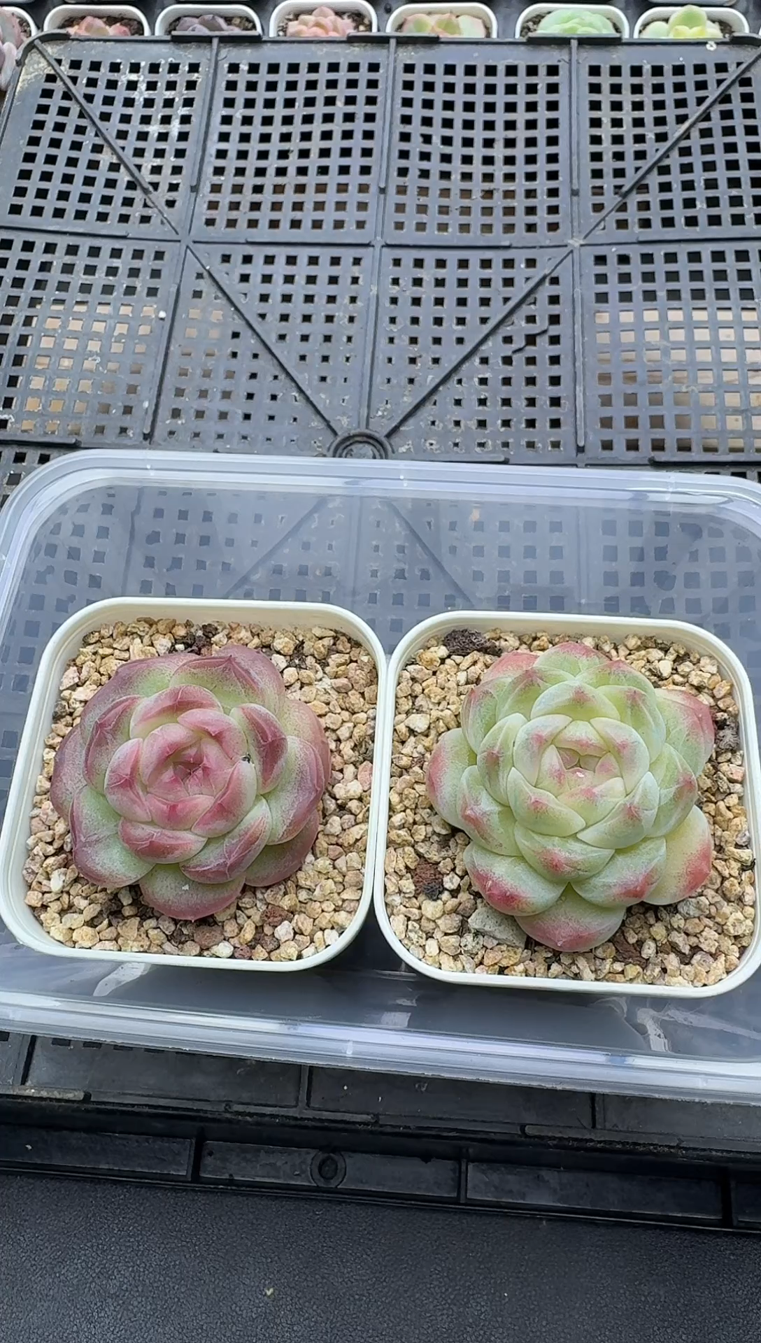 珍妮杂交多肉C455