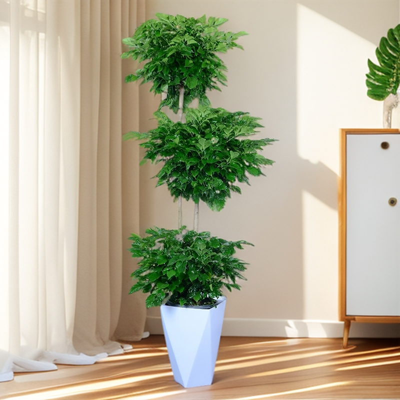 1.6-1.7米幸福树客厅大盆栽植物多层绿宝办公室书房大型绿植
