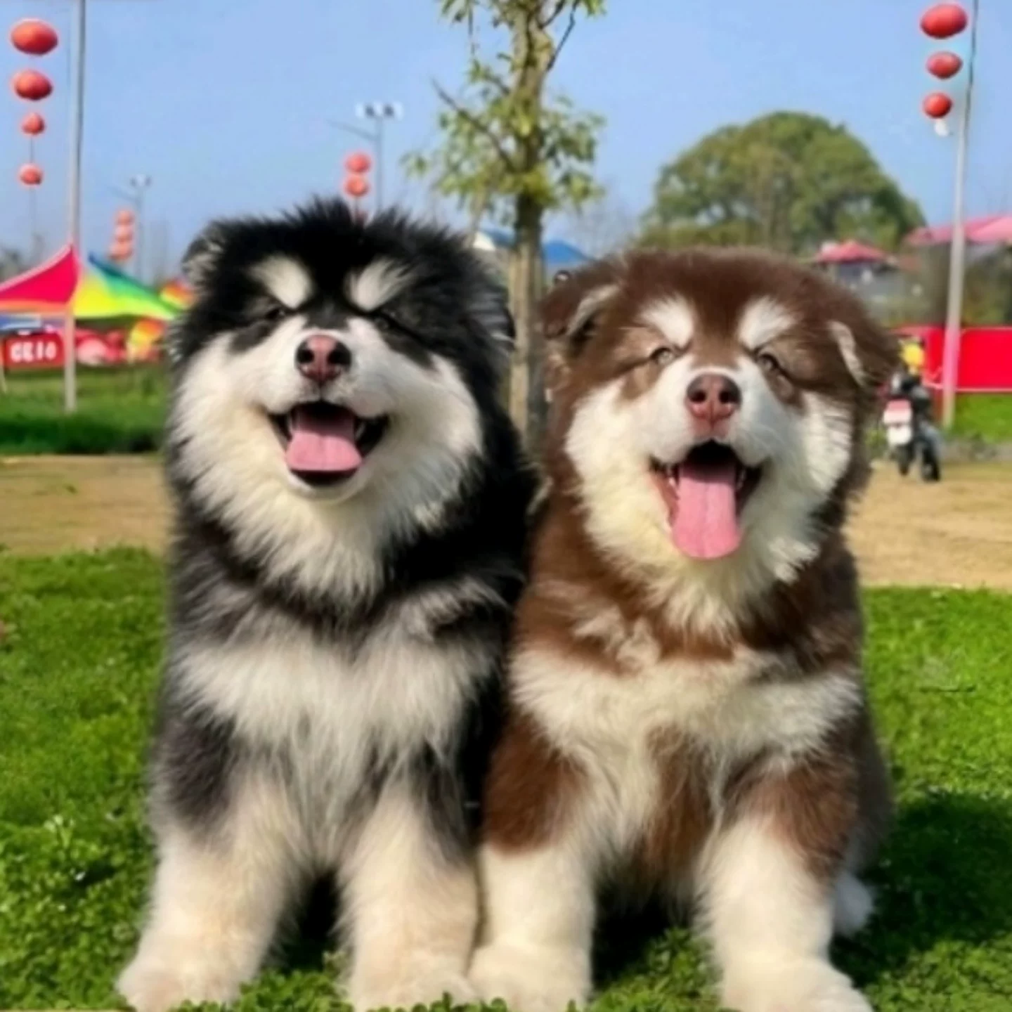 熊版阿拉斯加可爱萌宠适合家庭饲养指南