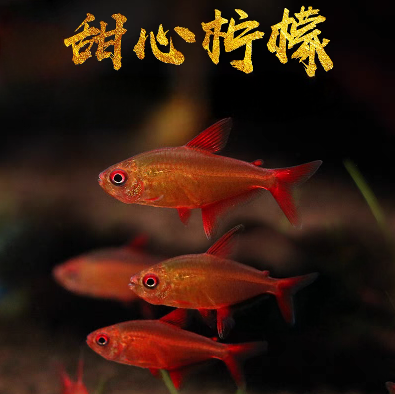 小型热带观赏鱼 灯科鱼 甜心柠檬鱼