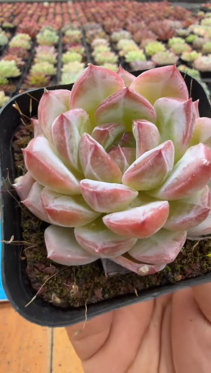 东云多肉园二店-25