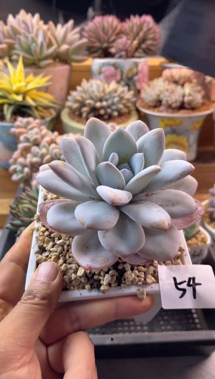 5.24-54雪莲111111