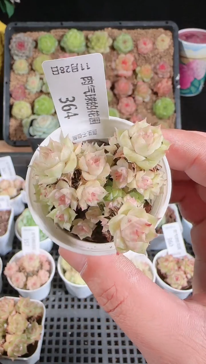 多肉1128-364群生不包整