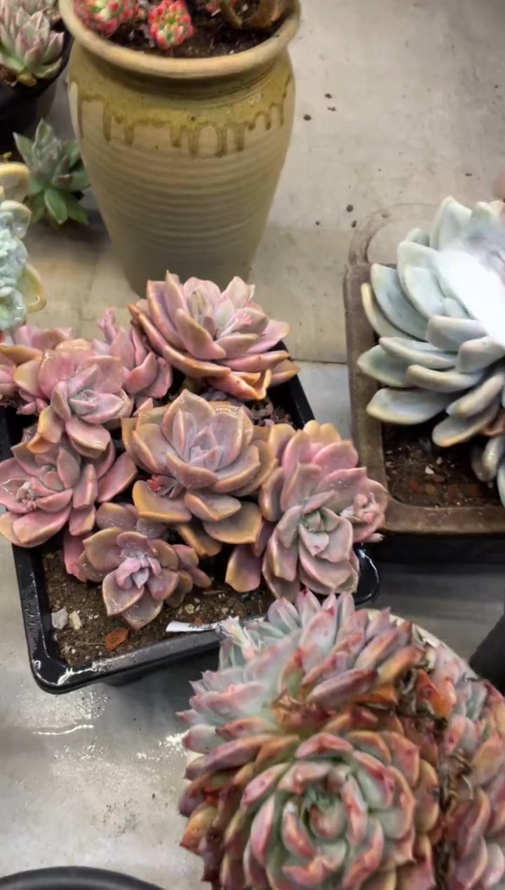 【闪购商品】80彩虹糖锦
