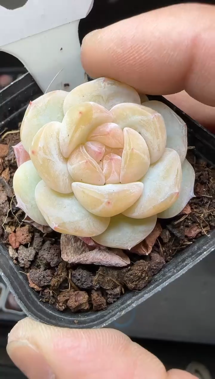 【闪购商品】一物一拍0217—45