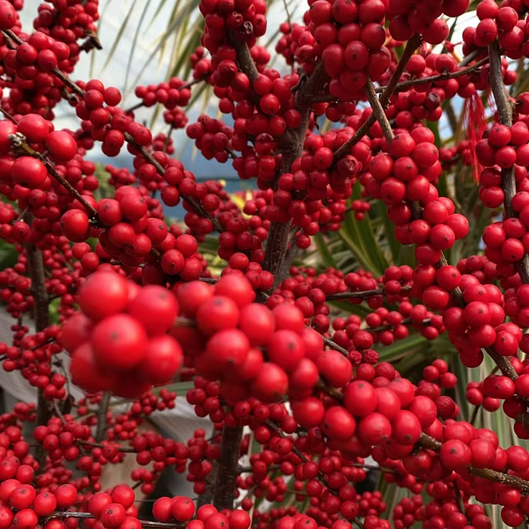 【一物一拍】茶花  红色       150漏