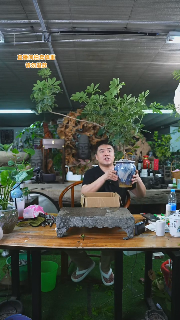 当前无花栽培后可以开花239票枝鸭脚木T