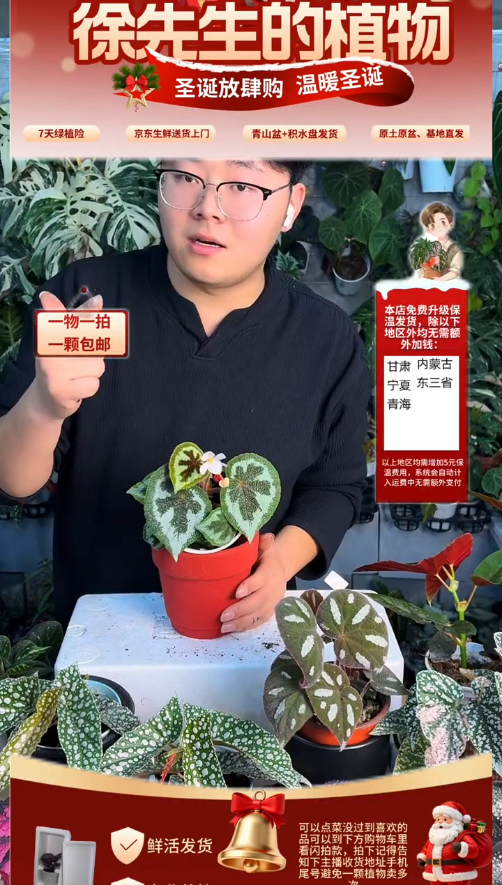 完全开放一口血秋海唐