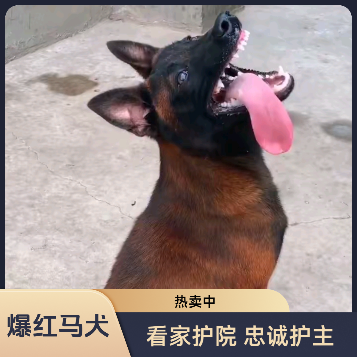 爆红马犬马犬活体《2》