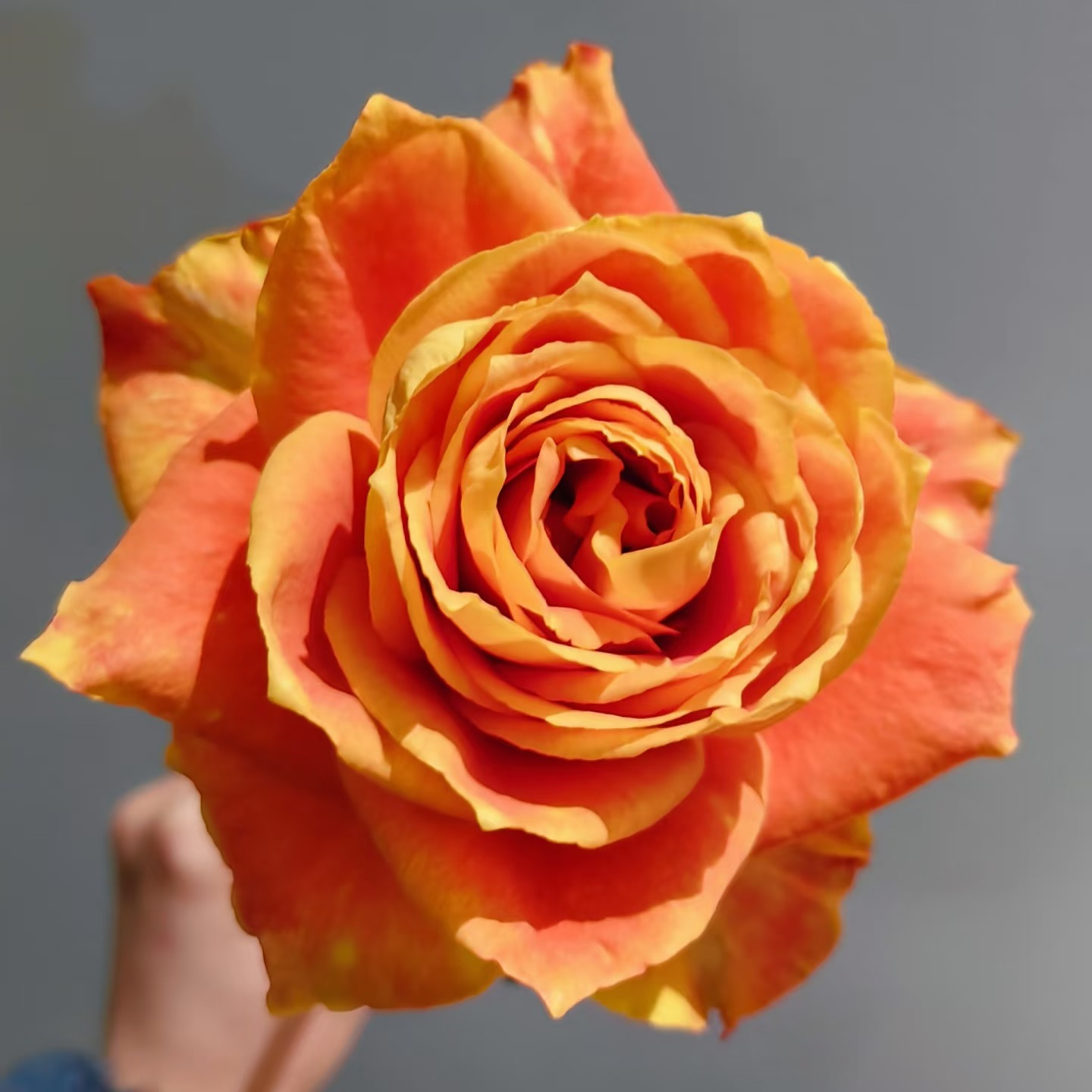 奈斯园艺 欢乐颂  新品切花月季盆栽玫瑰树花苗阳台四季开花植物