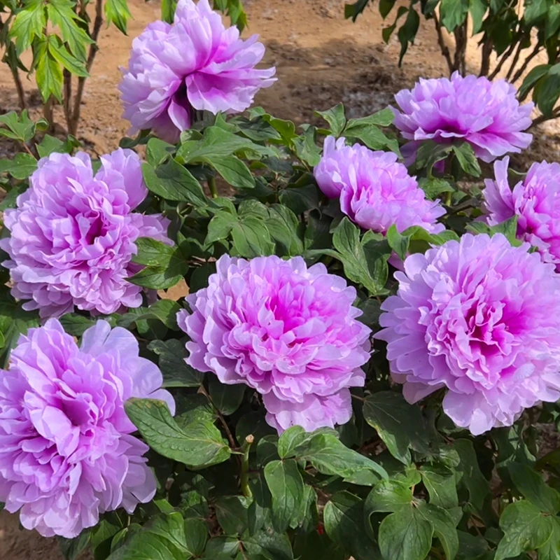  （蓝宝石）正宗洛阳重瓣牡丹花苗北方耐寒盆栽地栽庭院花卉牡丹苗