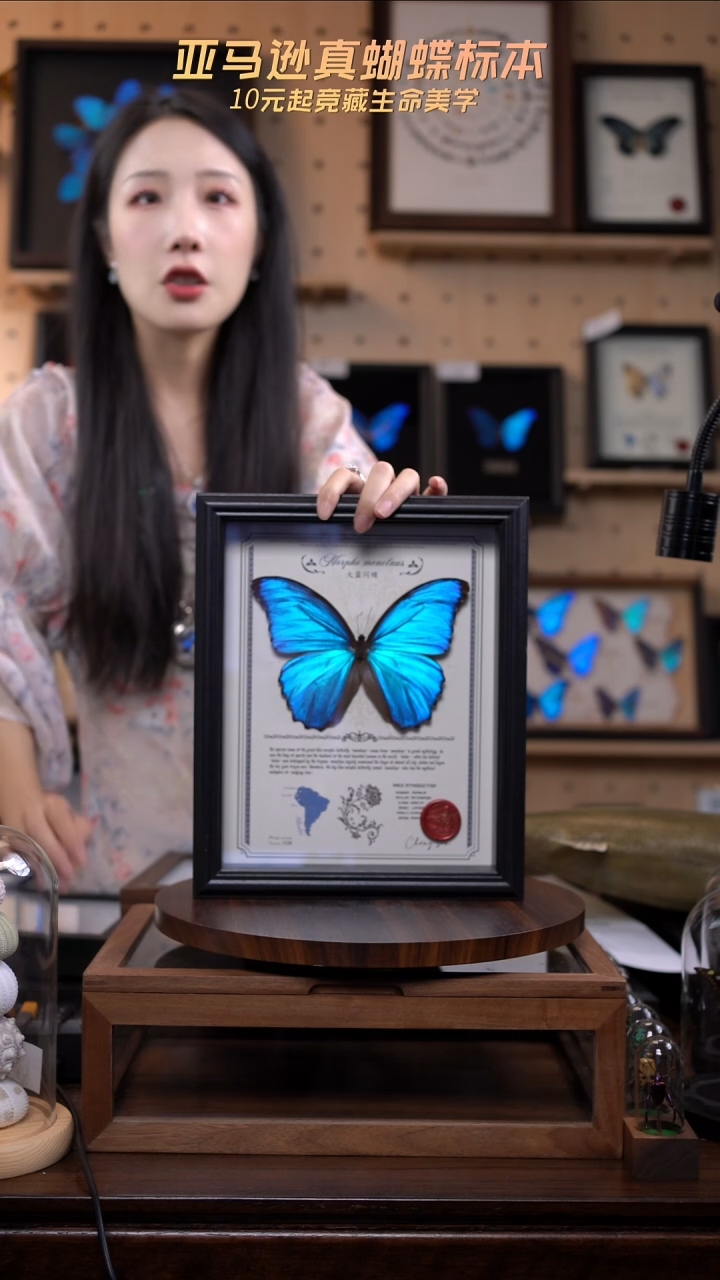 大蓝闪蝶豪华版10寸欧式框（带证书）