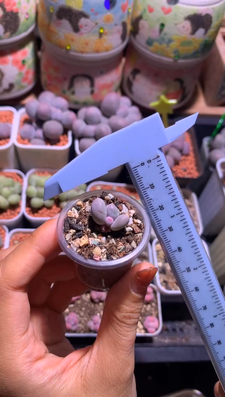 萌***g米可奶酪多肉