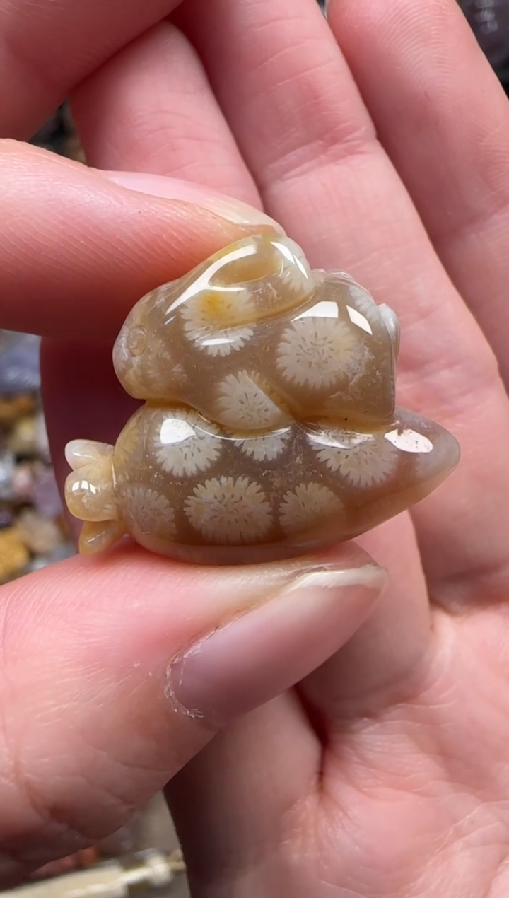 颈饰未镶嵌硅化珊瑚（珊瑚玉）605