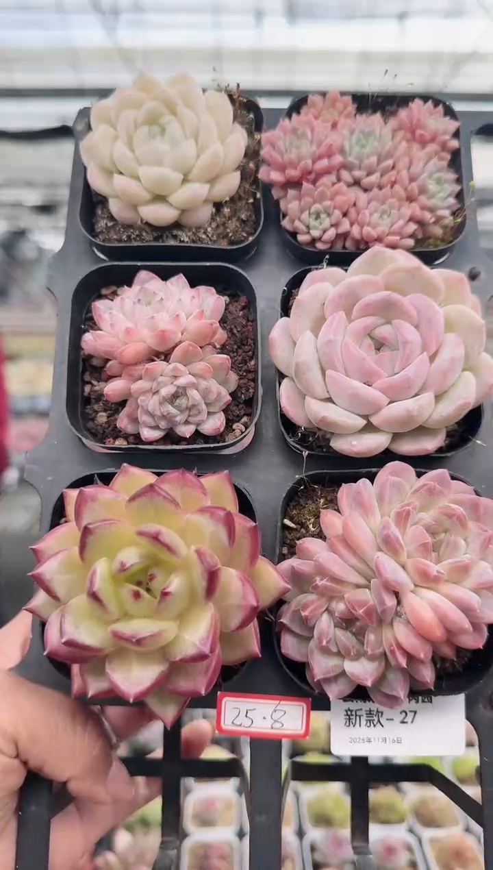 东云多肉园新款-27