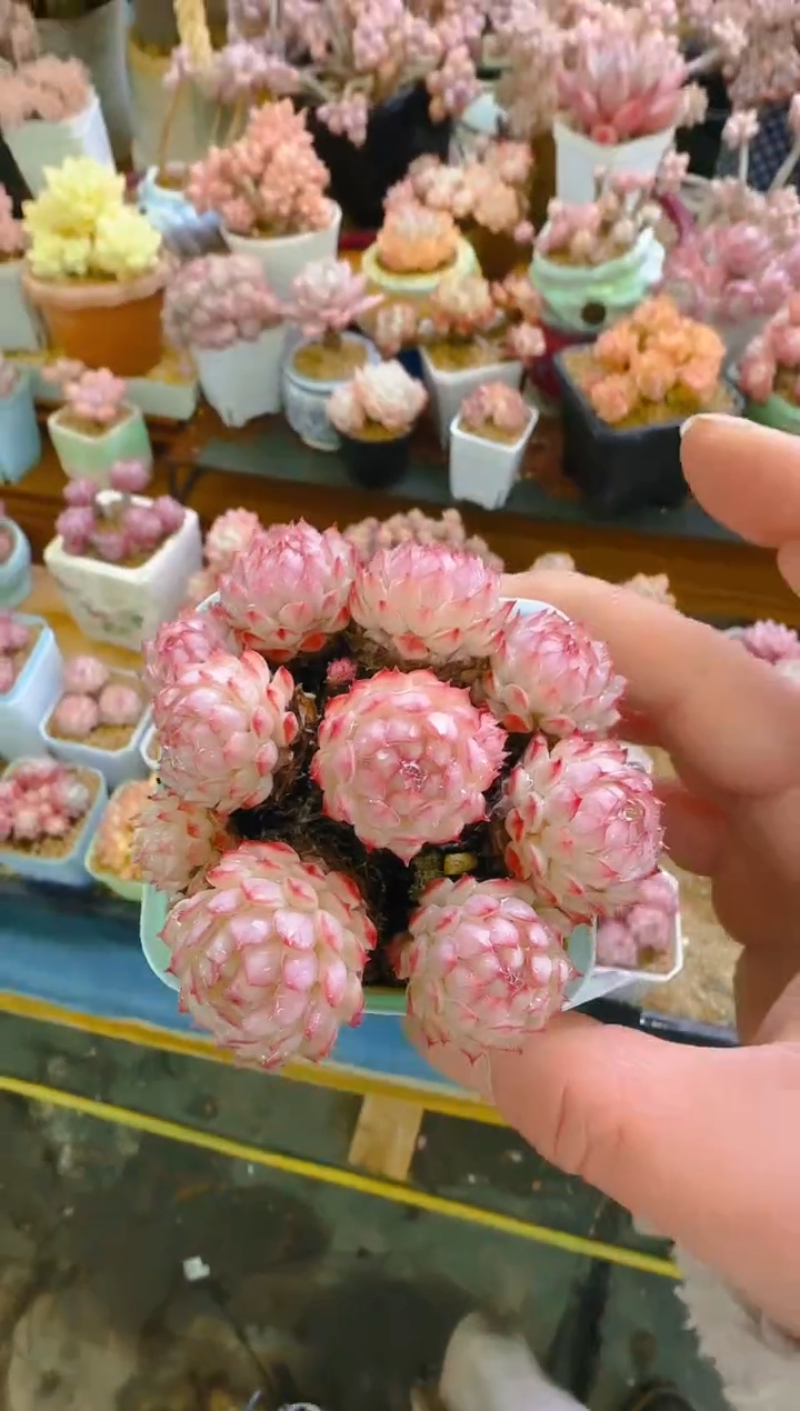 【闪购商品】春—058—仙农(红二条）