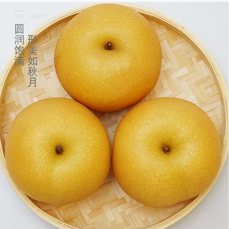 秋月蜜梨种苗树苗