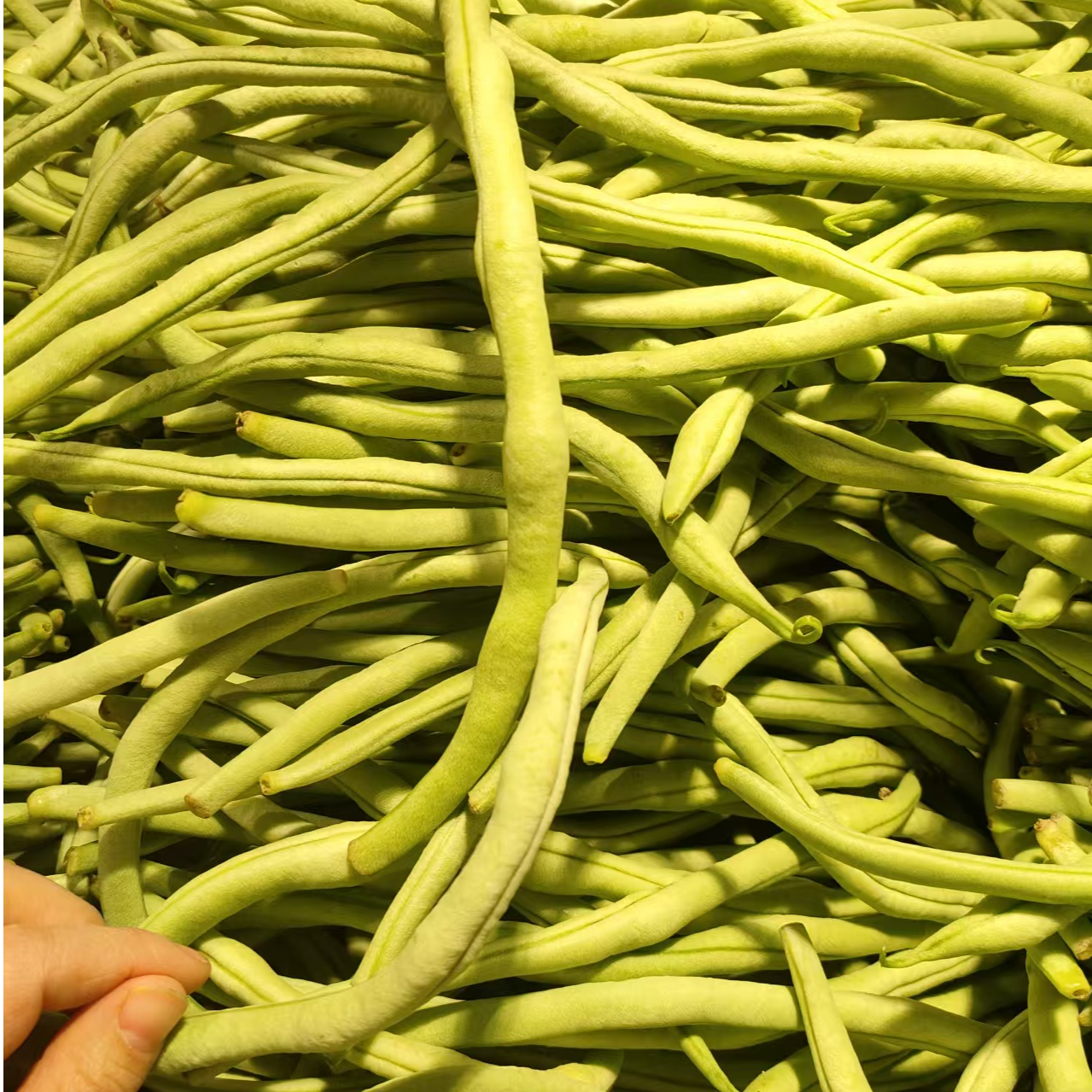 无品牌架豆王豆角鲜架豆王