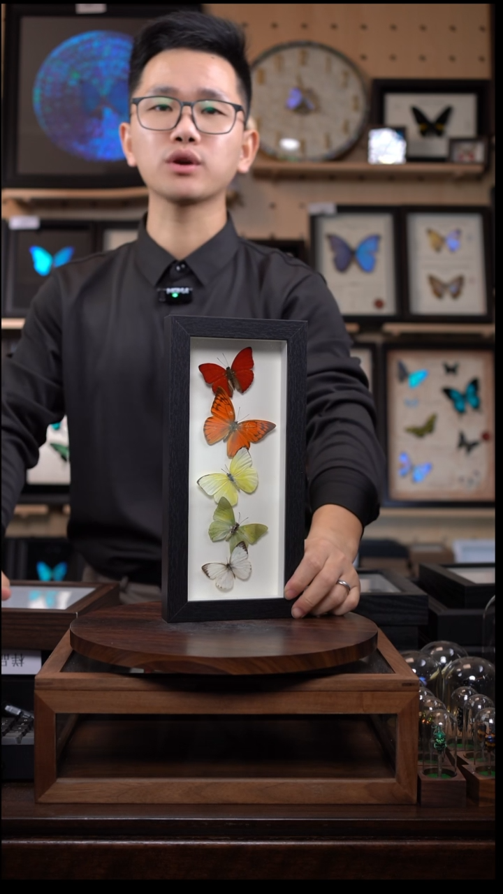 五色蝴蝶长框竞拍J95