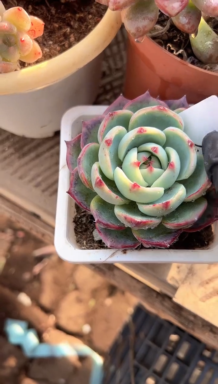 夕**美多肉植物一物一拍27217