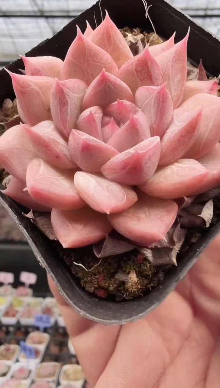 东云多肉园新款-164