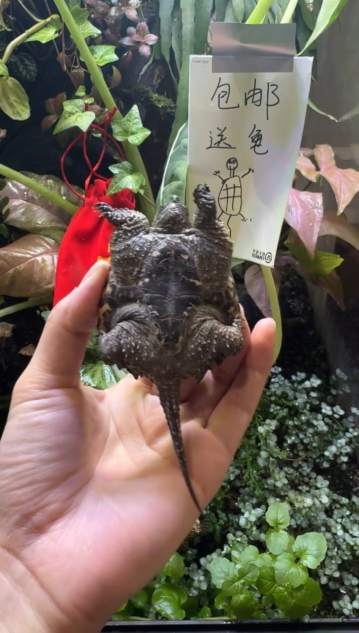 不分公母宠物龟精品宠物龟