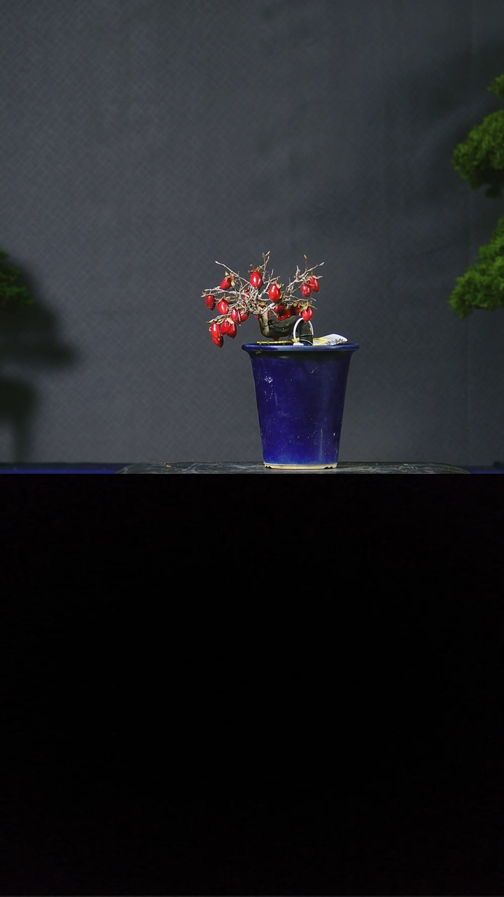 无花朵K*老鸦盆景  不包邮 