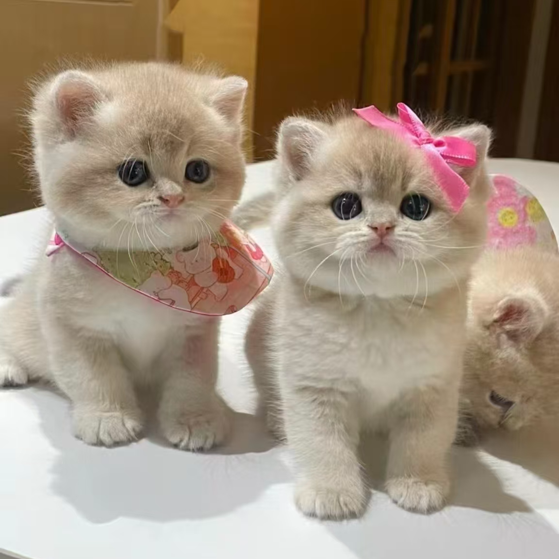 【吾家猫舍】可爱渐层 熊板长毛拿破仑 缅因猫咪