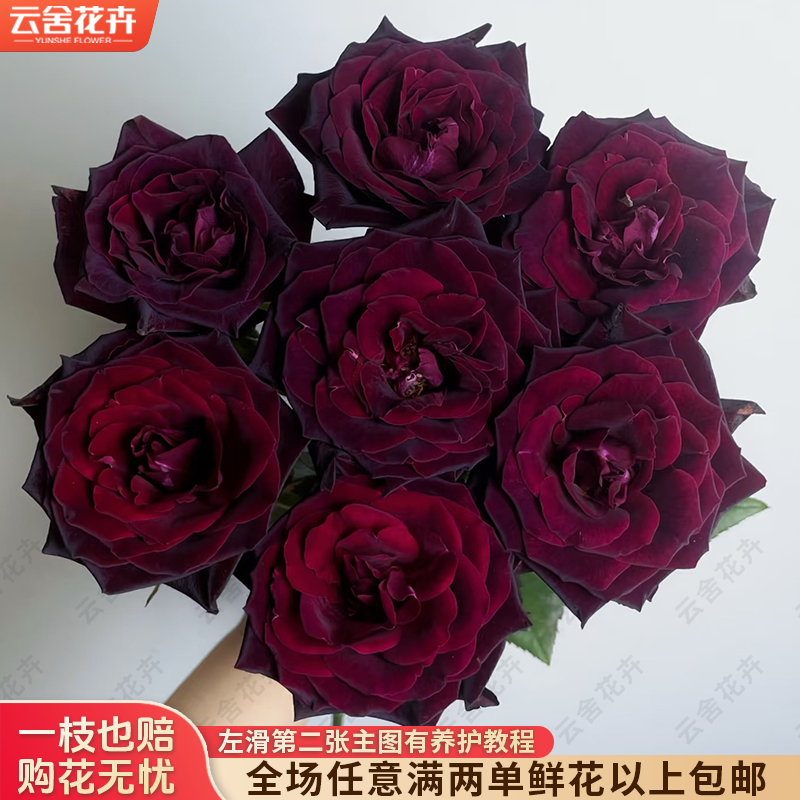 【云舍花卉】【黑巴克】单头玫瑰 全场任意满两单及以上鲜花包邮