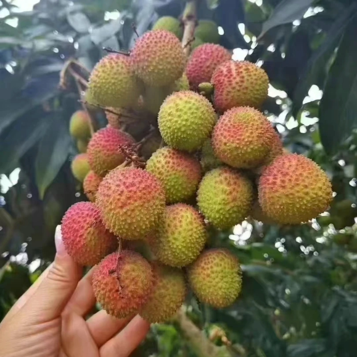 【新疆包邮】海南妃子笑荔枝大果1kg荔枝同城送海南省