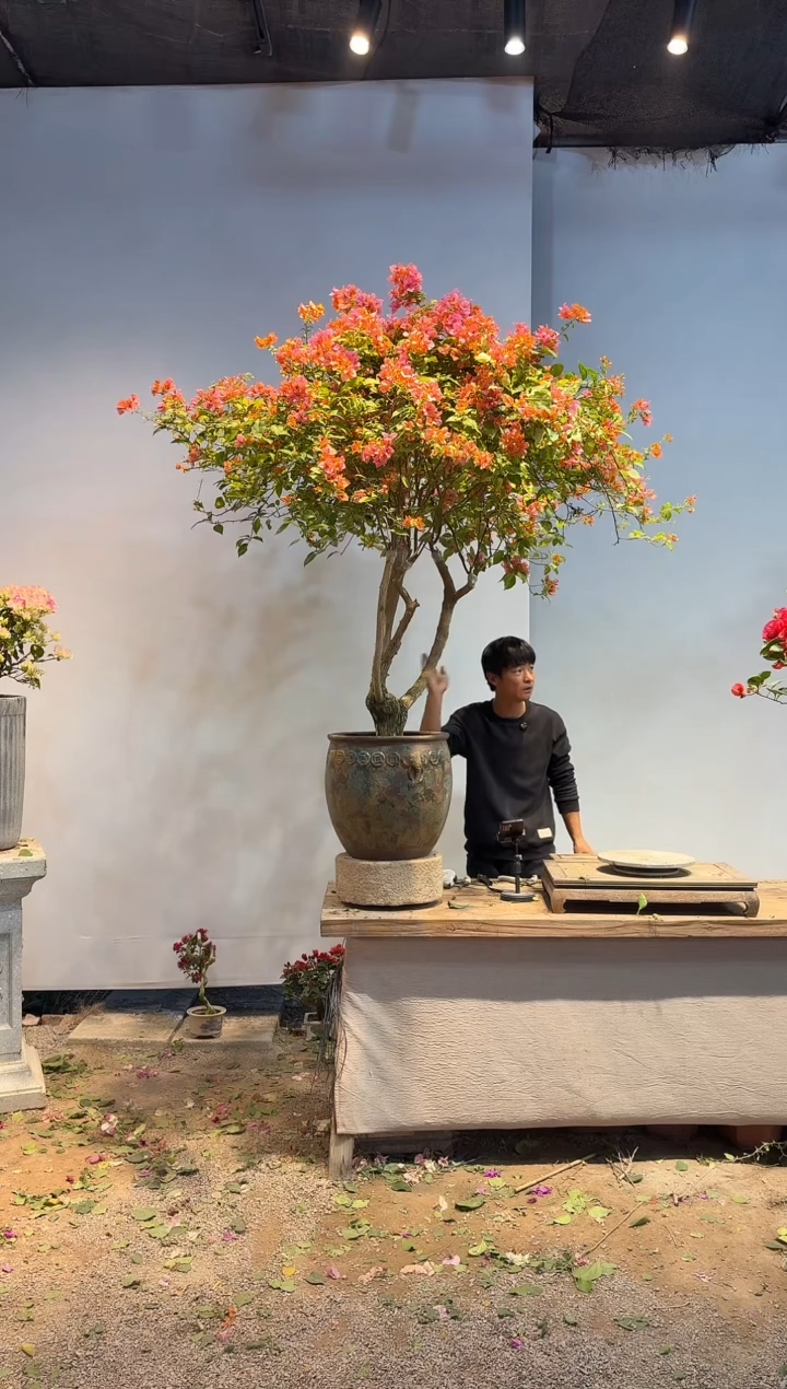 以实际为准三角梅38