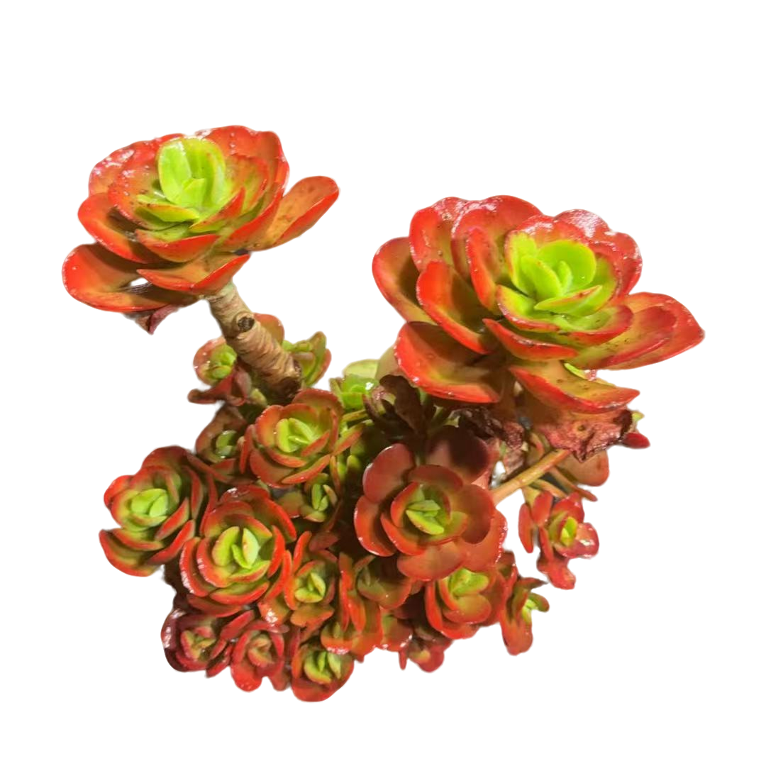 精品多肉   红梅