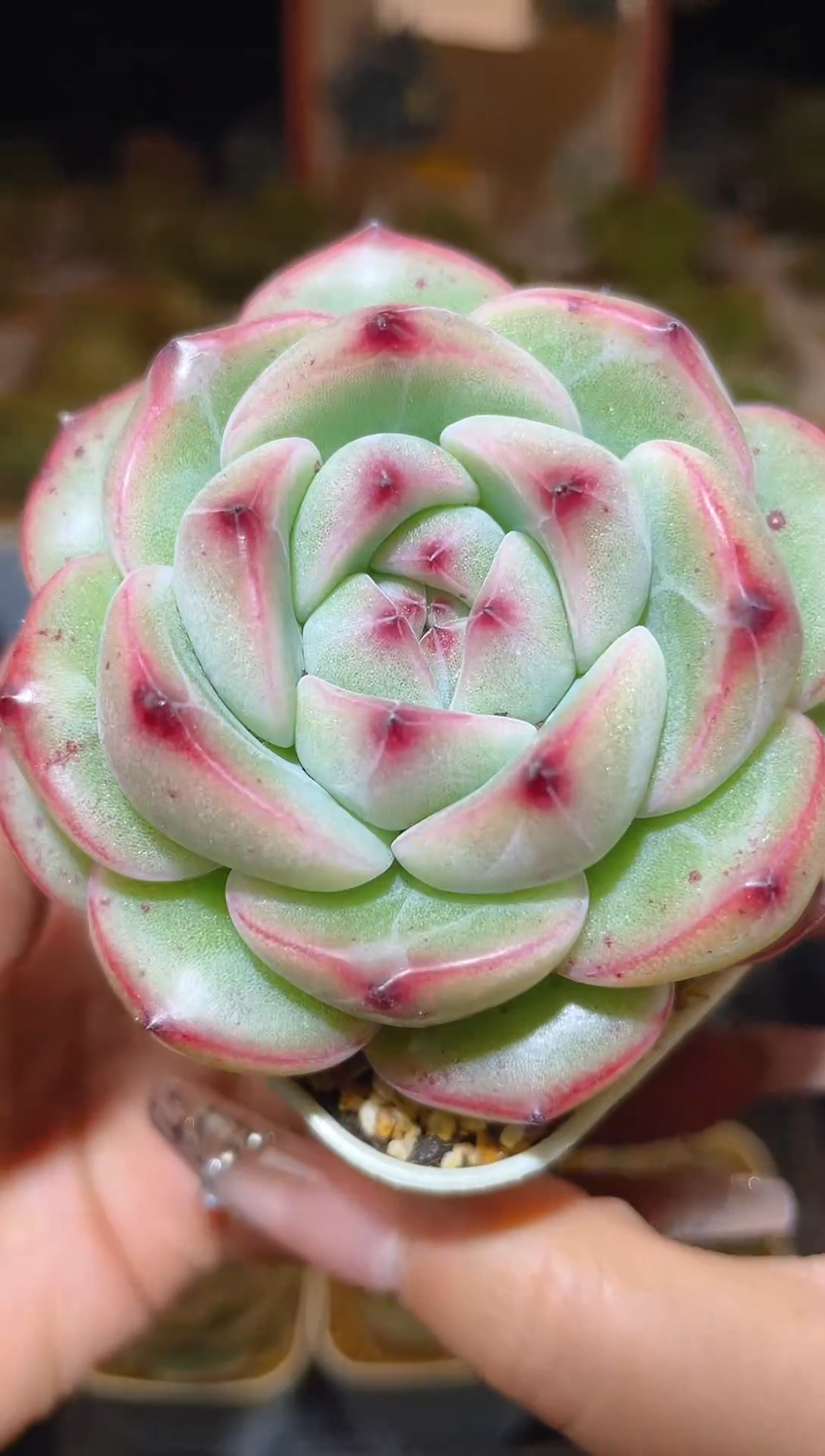 【闪购商品】169珍妮