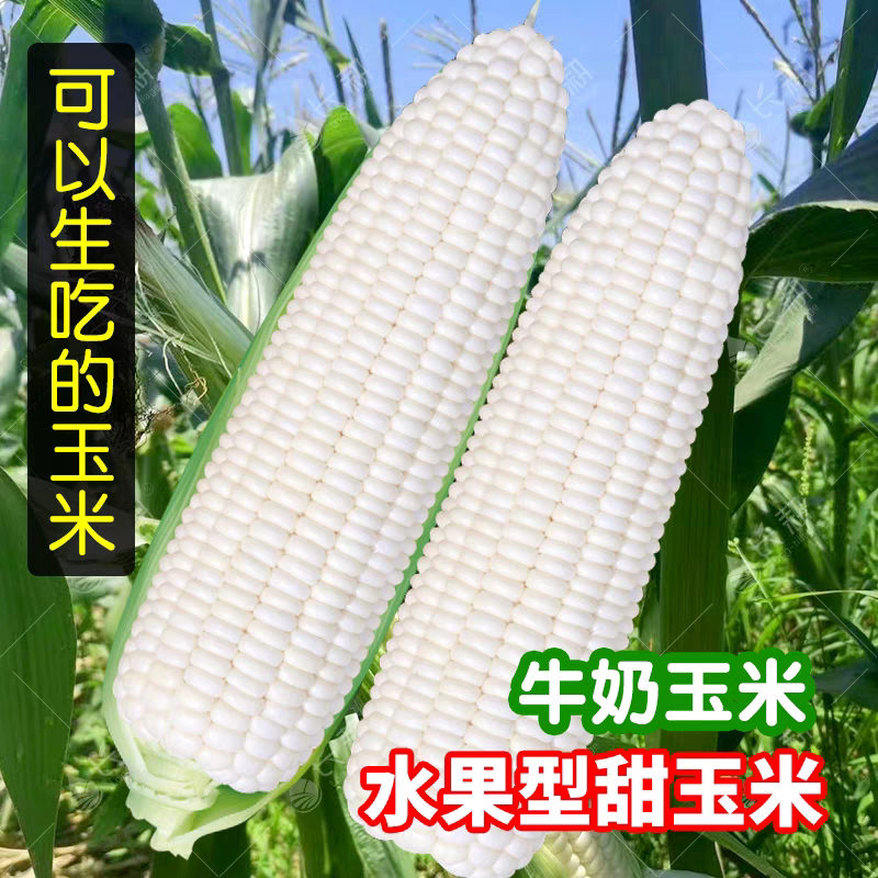 【雪甜7401】原生态牛奶白玉米爆浆高甜可生吃新鲜水果玉米整穗带叶4斤浙江省