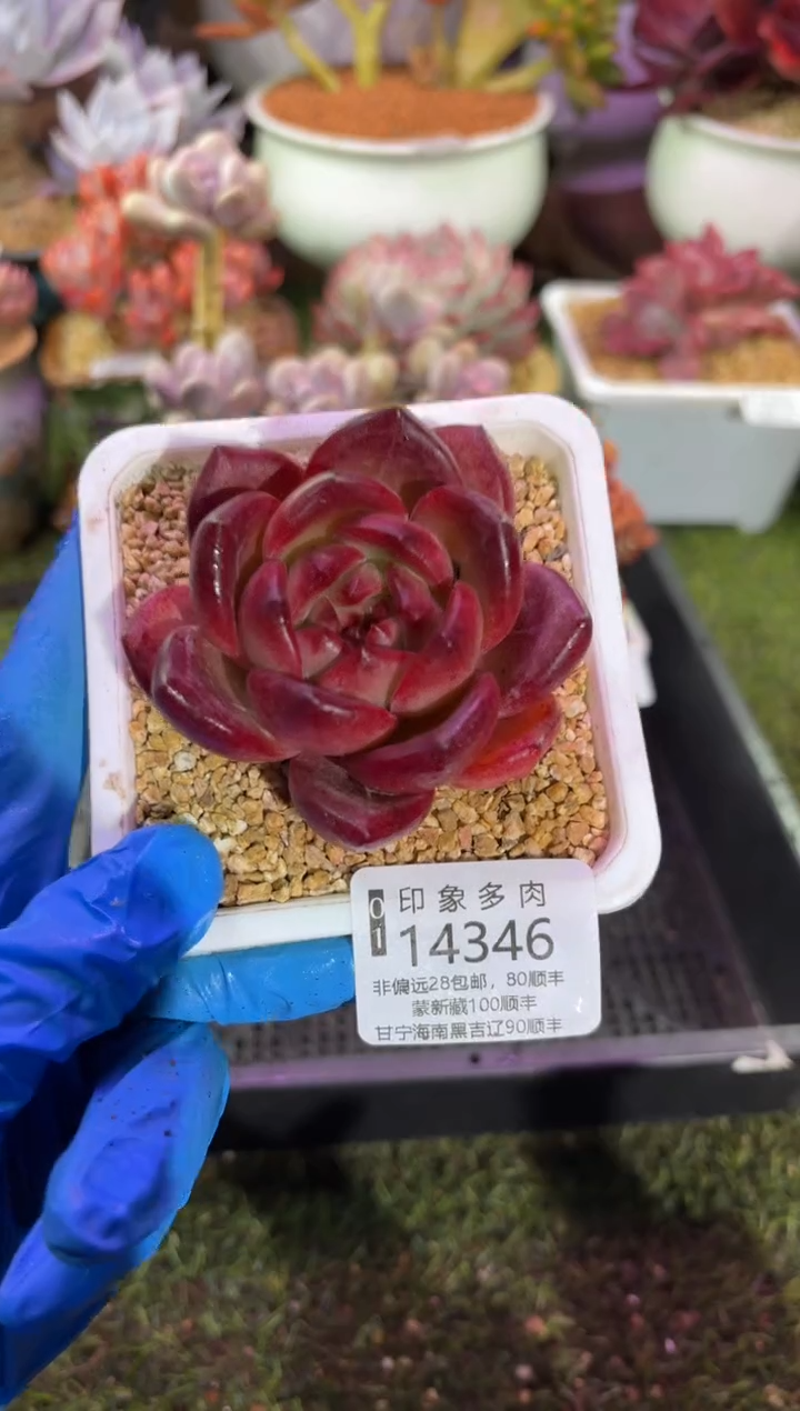 【闪购商品】14346