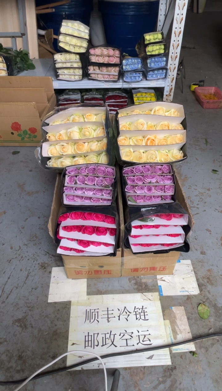 佛洛依德20枝+海洋之歌20枝+香槟20枝