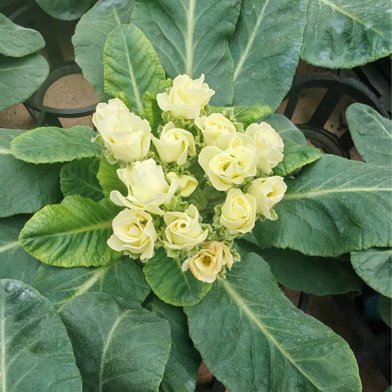 流金岁月 缤纷大厂出品f1代种苗报春花盆栽耐寒花卉好养活阳台