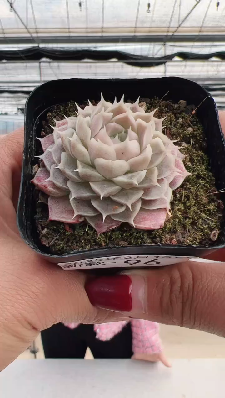 【闪购商品】新款多肉-96