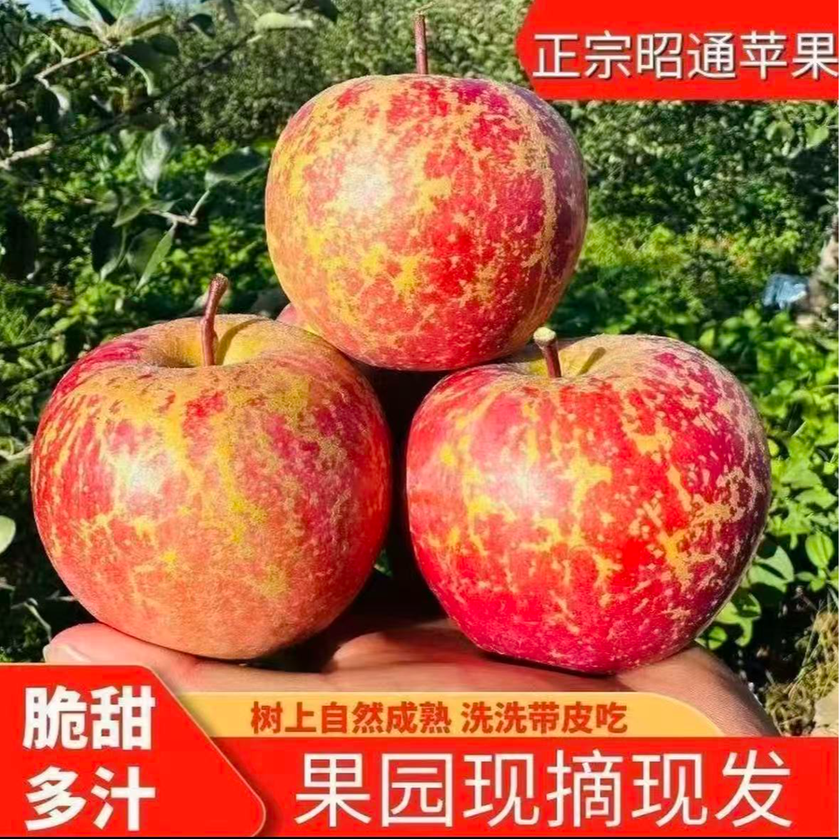 {高原丑苹果}正宗云南昭通冰糖心丑苹果新鲜脆甜水果产地直发现摘