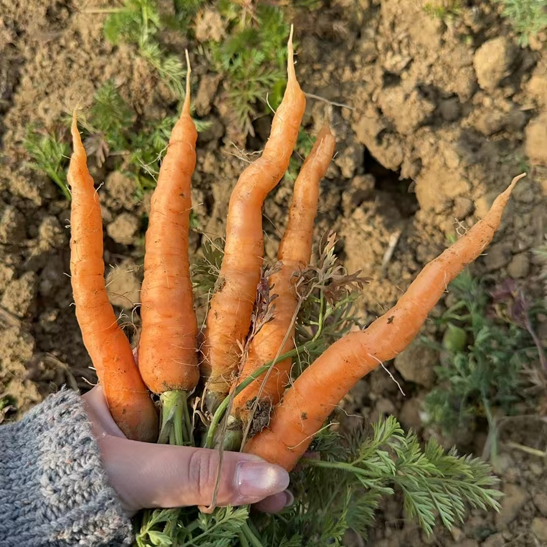 拇指萝卜，新鲜，自产自销，现采现发，全福品推荐